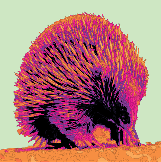 CANVAS PRINT: ECHIDNA POP